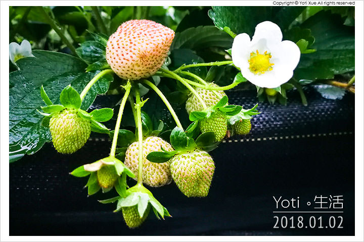 花蓮鳳林-開心草莓園