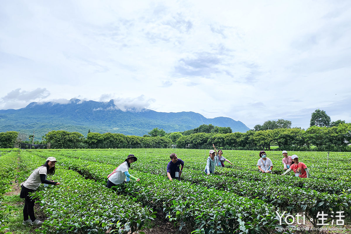 [台東遊程] 龍田社區蒔農趣 | 探訪茶金之路，用茶測試 MBTI