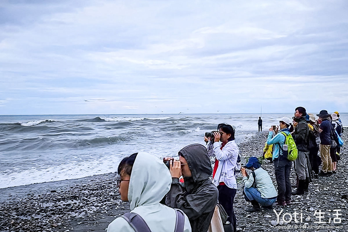 海潮洄瀾自然人文之旅-愛戀洄游之時，與小燕鷗的相遇-花蓮溪口