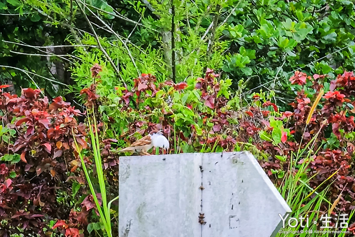 海潮洄瀾自然人文之旅-愛戀洄游之時，與小燕鷗的相遇-水鳥溼地保護區