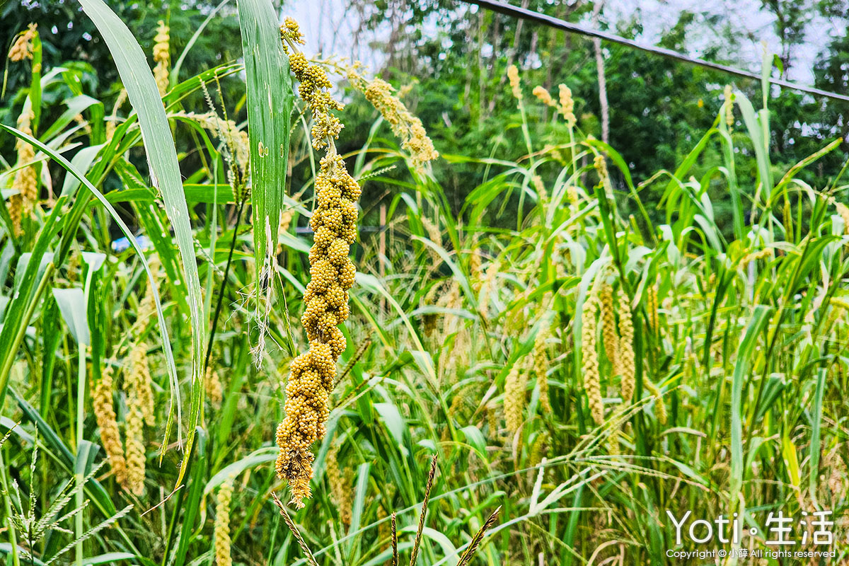 [台東海端] 初來部落 | 跟著布農去農耕，祭儀故事×農事體驗