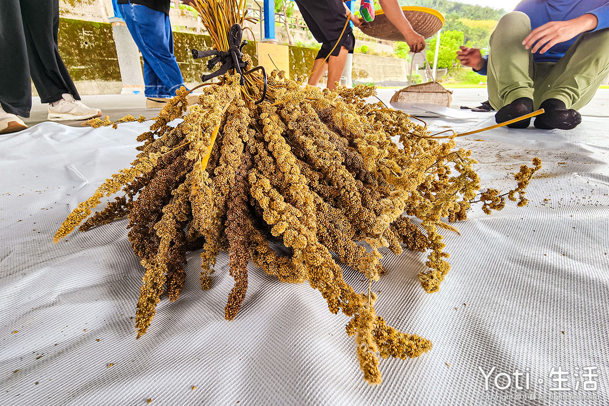 [台東海端] 初來部落 | 跟著布農去農耕，祭儀故事×農事體驗