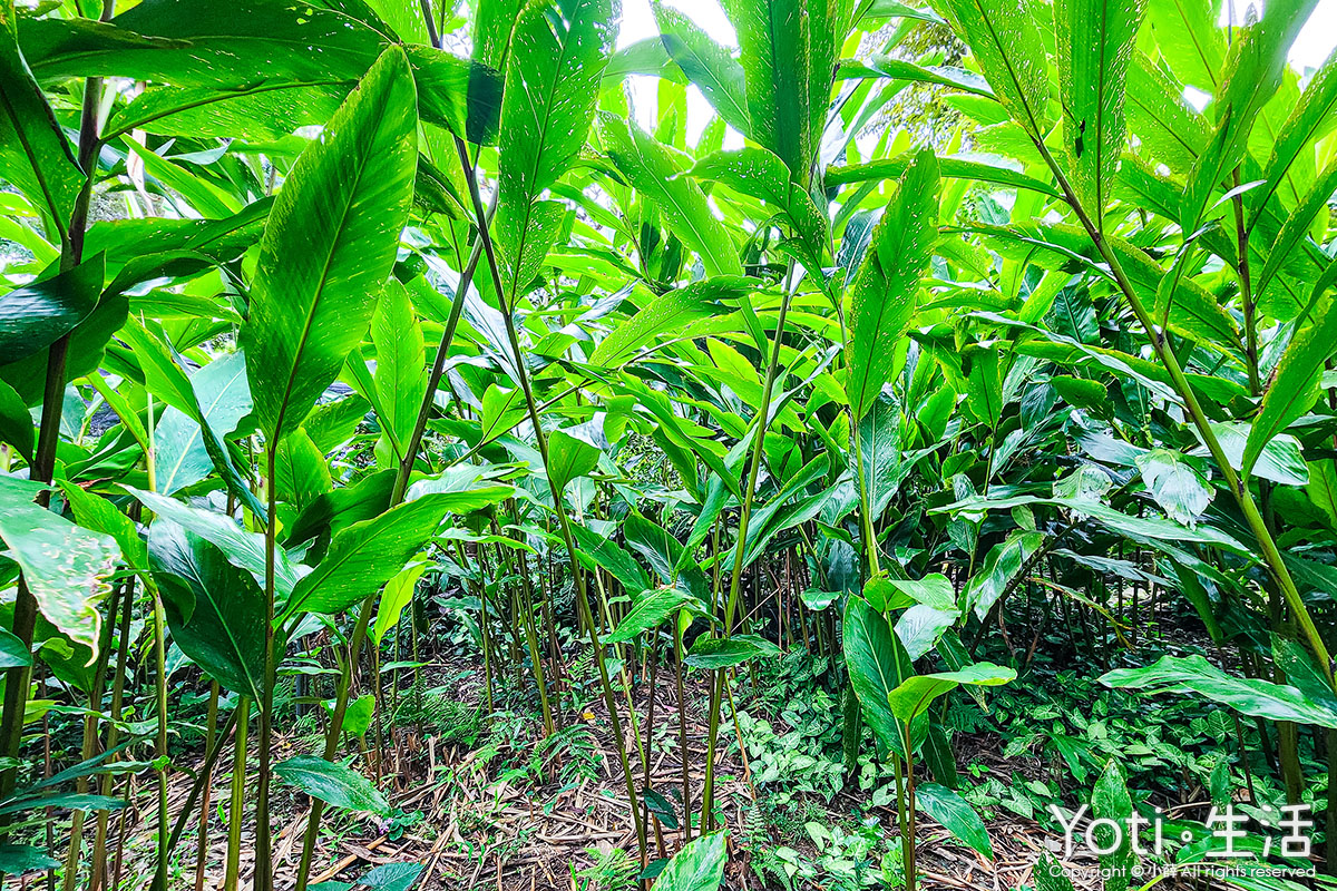[台東海端] 加拿部落 | 來場月桃森呼吸，親手編織布農智慧