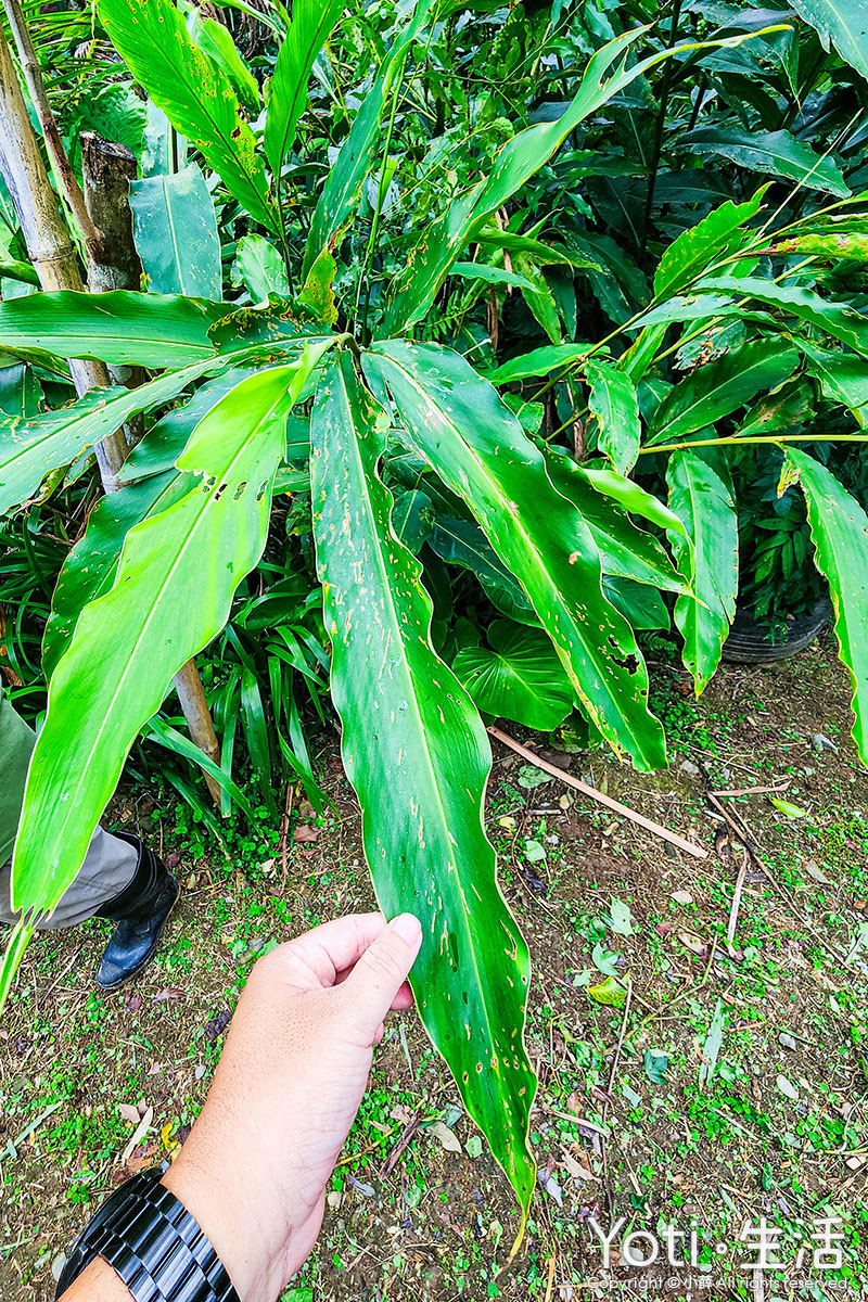 [台東海端] 加拿部落 | 來場月桃森呼吸，親手編織布農智慧