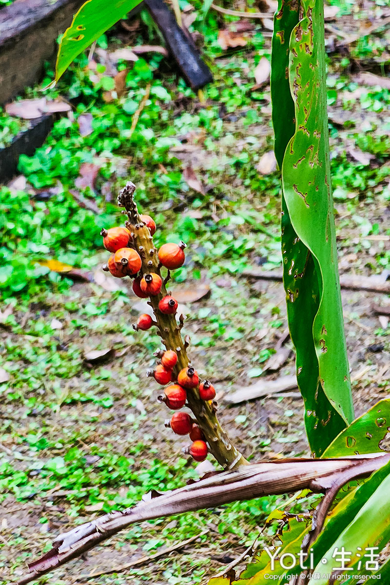 [台東海端] 加拿部落 | 來場月桃森呼吸，親手編織布農智慧