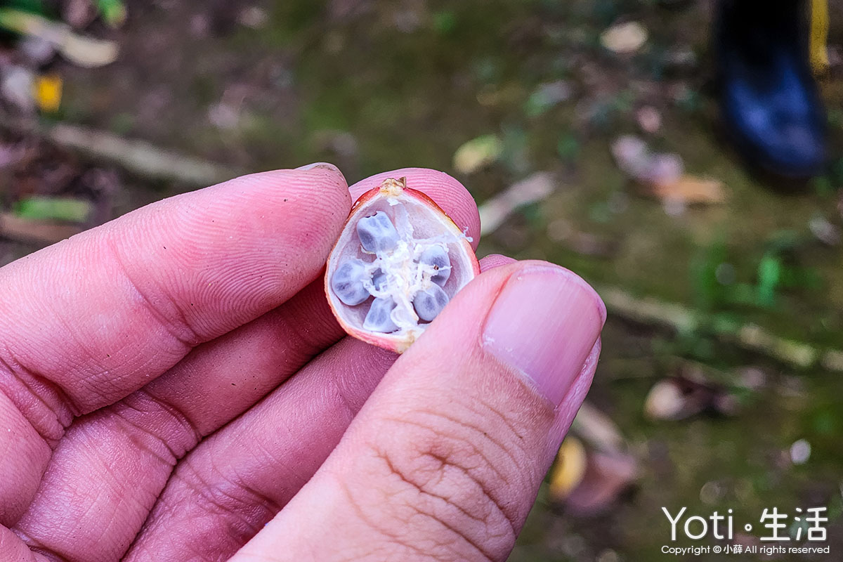 [台東海端] 加拿部落 | 來場月桃森呼吸，親手編織布農智慧